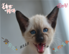 自家纯种暹罗小猫！价格面议！托勿扰!!!