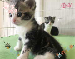 自家繁殖 英短幼猫 疫苗驱虫已做 性格活泼非常可爱