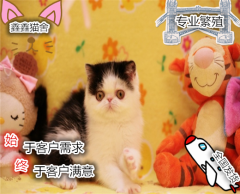 超可爱包子脸绿眼波斯猫宝贝 多窝选择 有保证