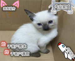 纯种暹罗猫,猫舍繁殖,健康纯种,品质保障