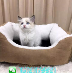 双血统布偶猫宝宝公母都带证书,明码特价
