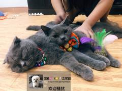 宠爱工作室 英国短毛蓝猫夫妻猫咪