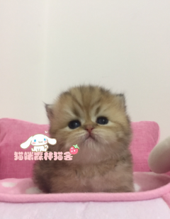 自家繁育金吉拉宝宝，蓝色的大眼睛超美