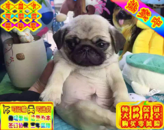 自家繁殖健康纯种的巴哥犬 价格实在
