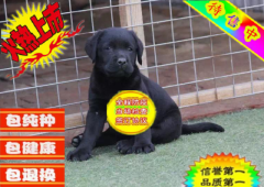 *佳伴侣犬纯种拉布拉多专业繁殖 品质保证