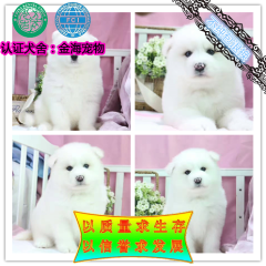 专业繁育微笑天使萨摩耶保证健康纯种可送上门挑选