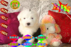 实物拍摄英国古牧幼犬出售 双血统白头黑背