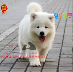 微笑天使般的萨摩耶*族气质的象征 签订售后协议