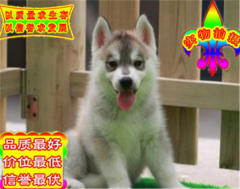 犬舍直销精品三火蓝眼哈士奇犬疫苗齐全 包纯种