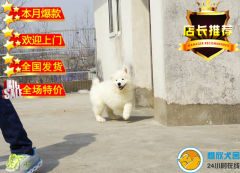 纯种微笑天使萨摩耶幼犬赛级犬后代保健康 签订协议