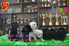 犬舍专业繁殖 出售赛级纯种拉布拉多幼犬 导盲犬