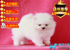 纯种哈多利博美俊介 女神必备萌宠 保健康